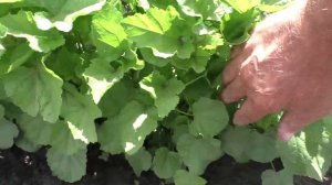 Выращивание алтея лекарственного из семян