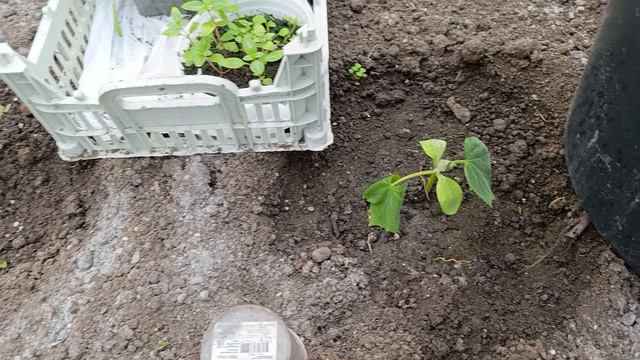 Томаты на улице и ночью плюс 4