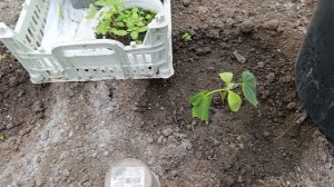 Томаты на улице и ночью плюс 4