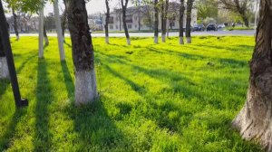 Шёл, шёл и опочки - чей то труп лежит...оказался трупик...16.04.2026.