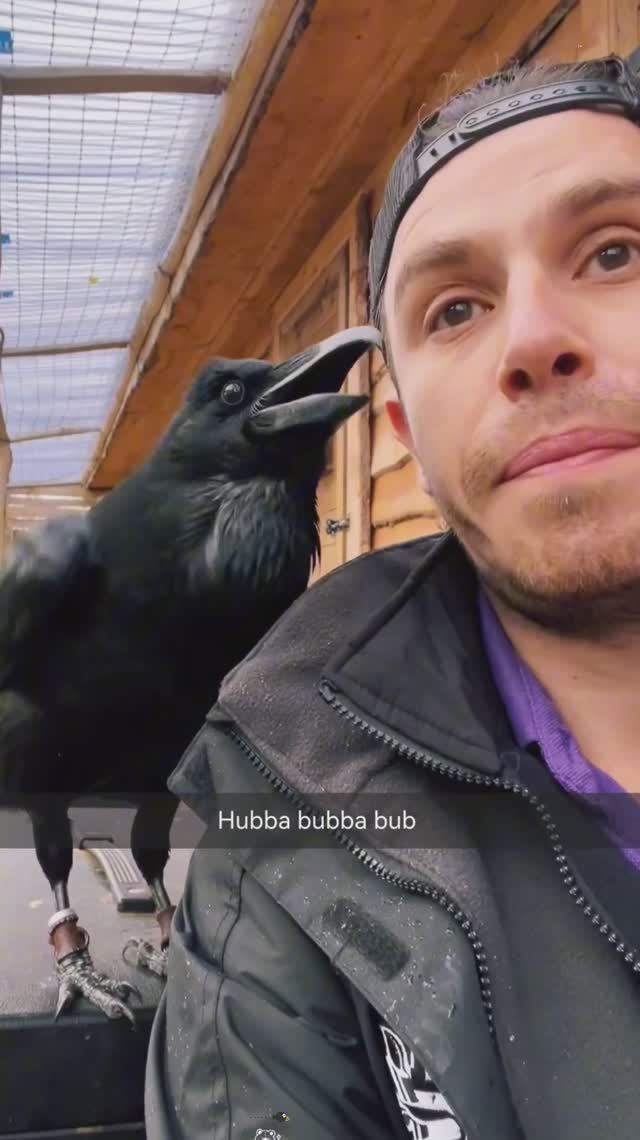 Приколы с воронамиЯ ржал до слез умные животные