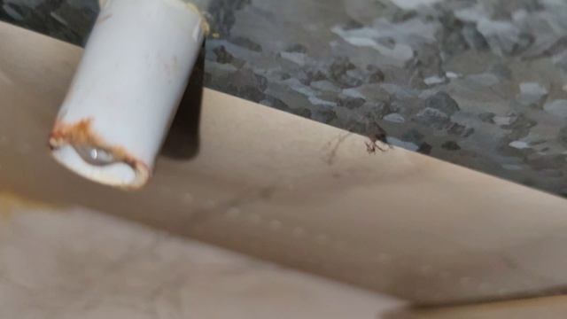 Чистка дренажа холодильника.