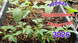 Первая подкормка рассады томатов. Два проверенных способа для крепкой рассады.