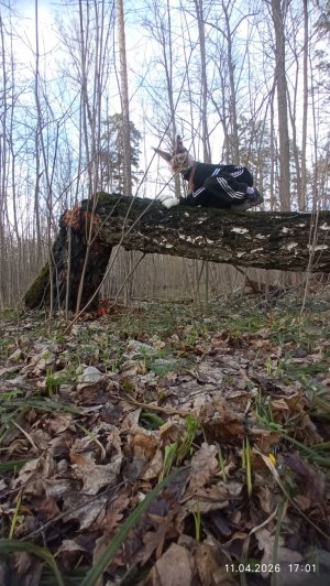 °^•сорян что не запустила раньше 🥺😻🌿💓^°•