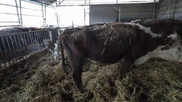 Ночная работа на ферме отёл и подсадка чужого телёнка get.gt_1