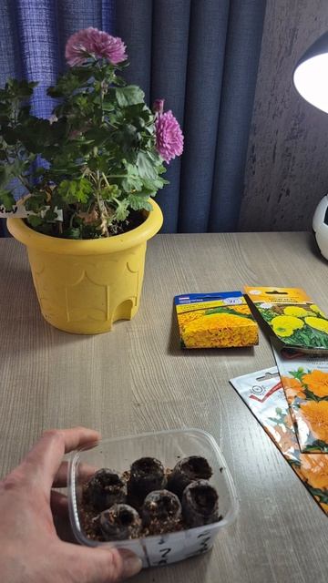 Посев бархатцев в торфяные таблетки