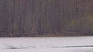 2026/4/12: Цапля на Венере