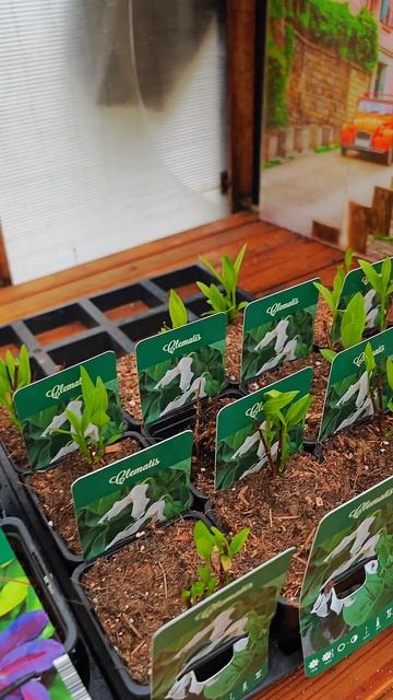 Мои жирненькие клематисы!