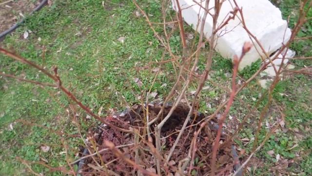 Голубика,обзор, рассказ.https://vk.com/nik692022.https://max.ru/join/CDr0jU8hqUr0g5PCkc-3oVqUKfwrvef