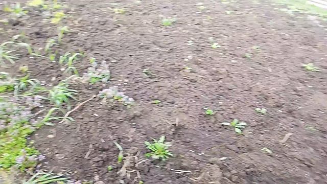 дочистили малину красную, покосили траву