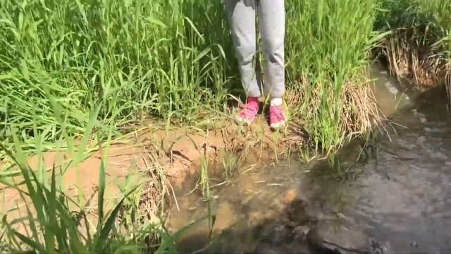 Лето 2017. Ручей, берёзка.