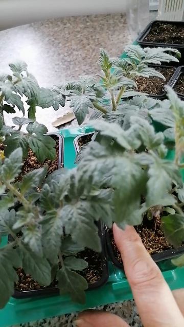 Рассада замерла, не растёт, что делать