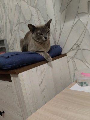 трансляция что в арганайзере для Окси?