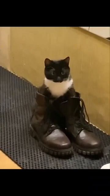 Клип @meowtaverse