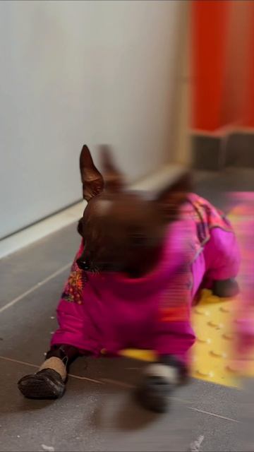 #москва #ксоло #мия #собака #весна #прогулка