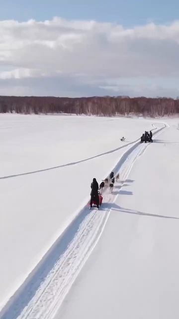 На собачьей упряжке