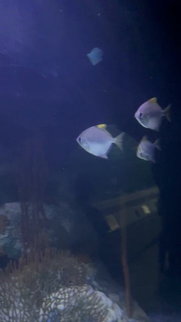 Рыбки в океанариуме ч.32