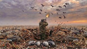 охота на гуся на кормовом поле. тысяча гуся и я один в Тамбовской области