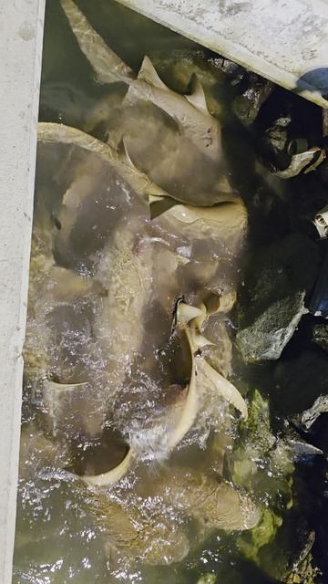 Как подкармливают акул на Мальдивах 1.mp4