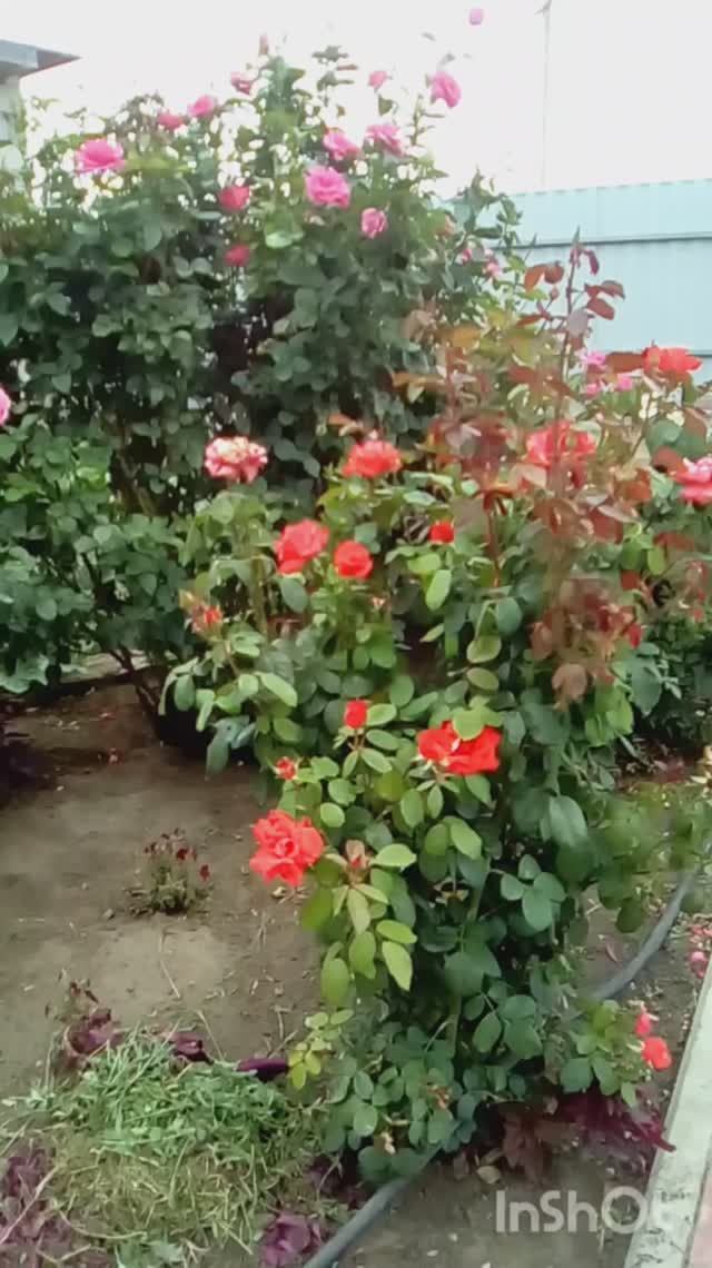 лето ах лето//воспоминания//🌞🌹🌺🏝🏕