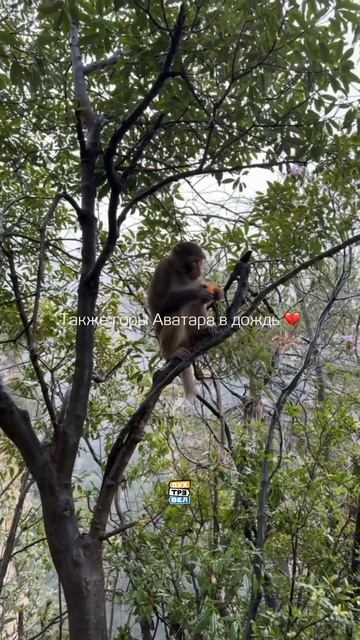 Если это не чудо природы, тогда что?