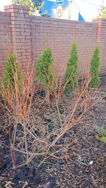 Снова утро в саду 15 апреля...