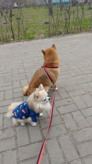 собака улыбака - Филипок старый дружое