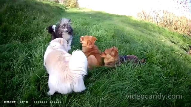 БОНЯ БОМА ФЕНЯ ГУЛЯ