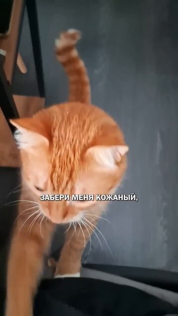 Нет кота? котяра