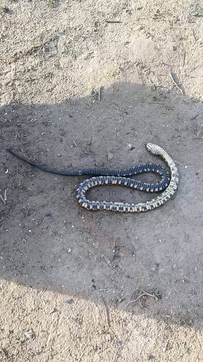 Змея притворилась мёртвой