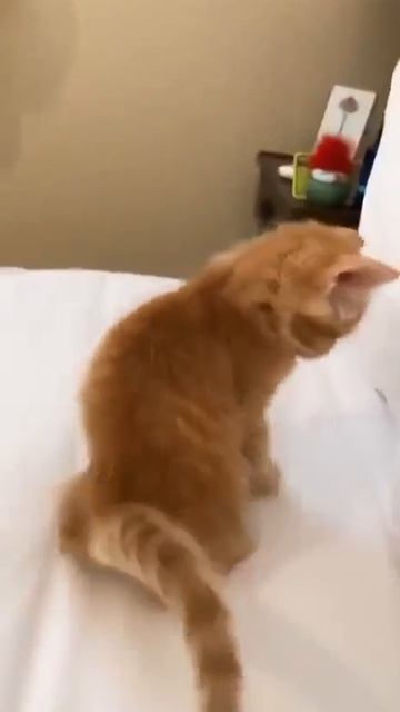 Клип meowtaverse