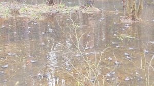 лягухи проснулись, много