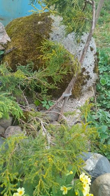 Моя миниатюрная клумба из камней🙂