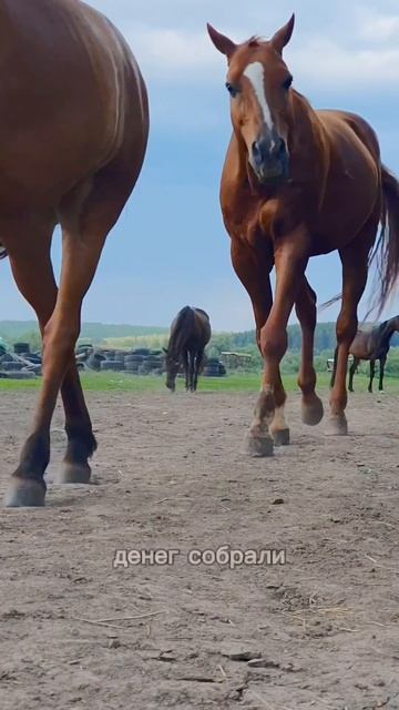 Нам не продали лошадь
