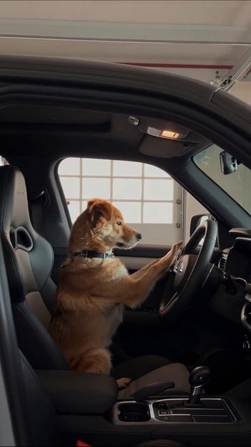 Собака за рулем: смешные моменты #собака #авто #приключения