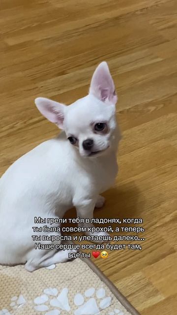 Ты - частичка нашей души которая теперь будет биться в другом уголке мира 