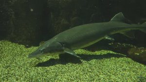 Осетровые. Калуга. Белуга. Стерлядь. Севрюга. Рыбы. Речная рыба. Москвариум 2026