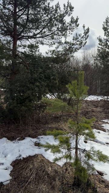 Продается 2-х эт. дача на участке 8 соток в СНТ Карал вблизи д. Алабухино Александровский район