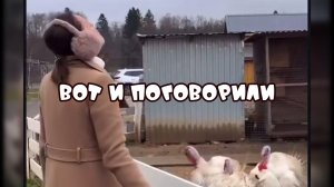 Вот и поговорили #забавныеживотные #поржать
