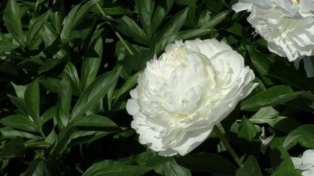 пион Bowl of Cream