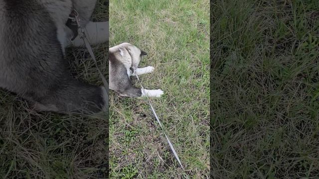 Американская акита.