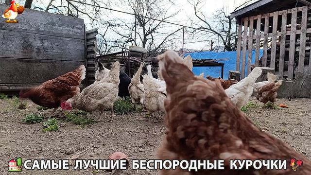 Курочки дворовые селяночки лучшие беспородные несушки 🥚 (1)