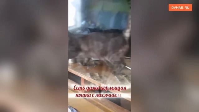 30 кошек остались брошены перед сносом барака