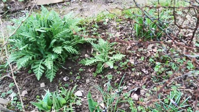 Прогулка по весеннему саду.16 апреля.Смоленск.