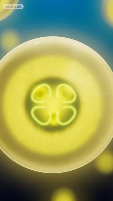 Морские Котики Фильтр языка! 