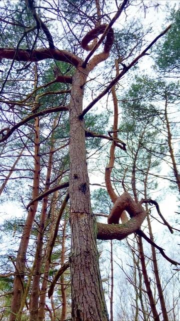 Танцующий лес не в Танцующем лесу. Куршская коса