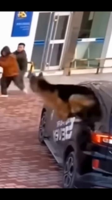 Собака наказала грабителя!!! Животные защищают людей