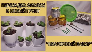 Пересадка фиалок в новый грунт. "Фиалочный базар".