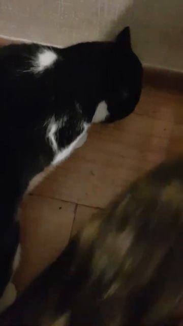 Кот Олег и Алиса Хотят Есть #shorts