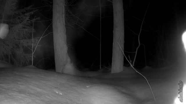 Беляк и ловушка